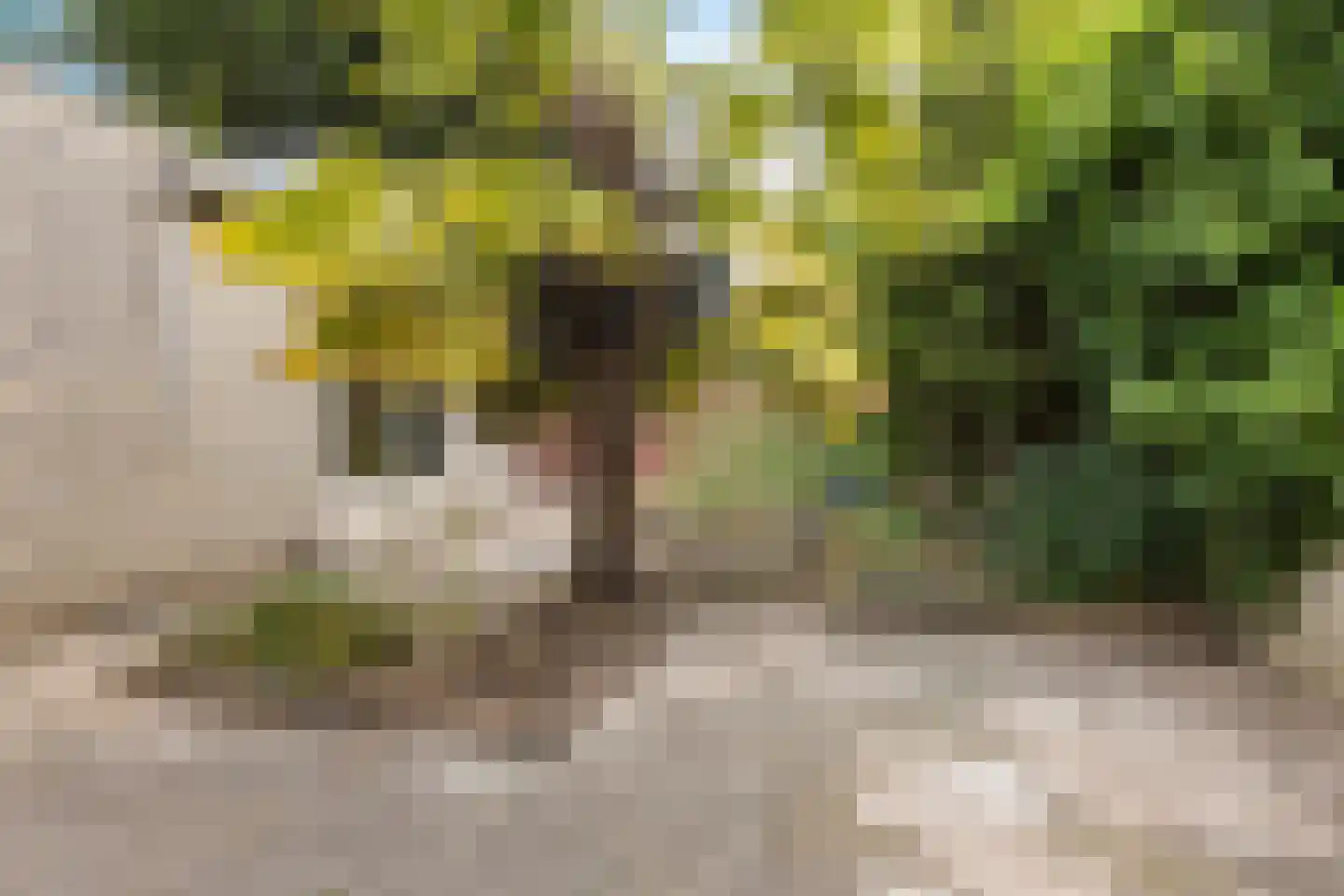 Schout van Gramsbergensingel 55 's-Hertogenbosch thumbnail 21