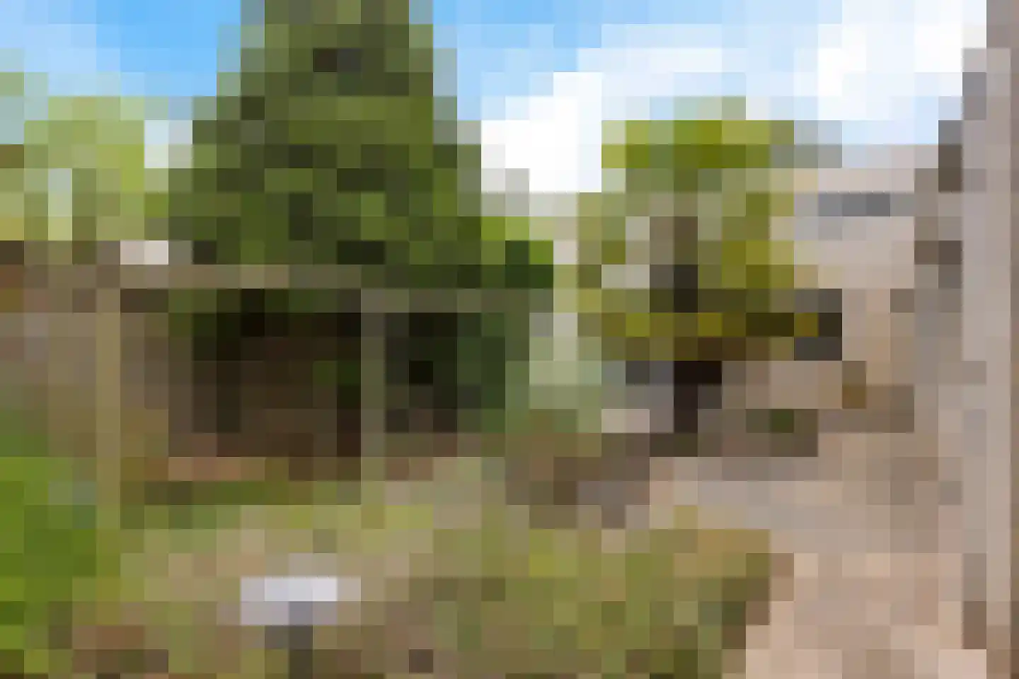 Schout van Gramsbergensingel 55 's-Hertogenbosch thumbnail 22