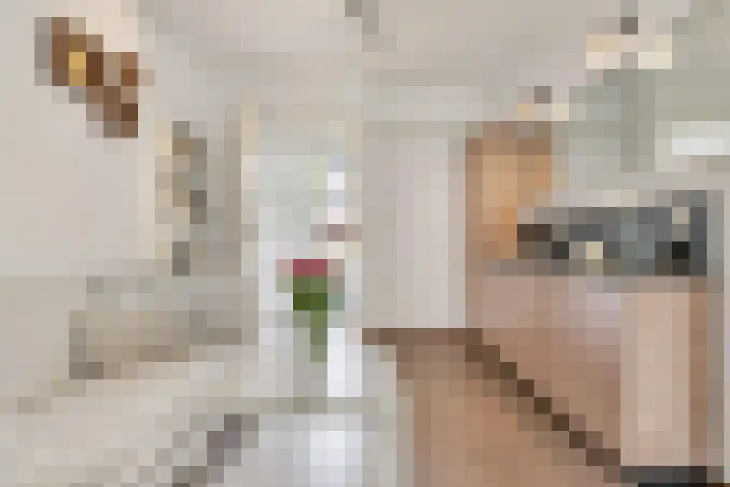 Schout van Haestrechtsingel 2 's-Hertogenbosch thumbnail 28