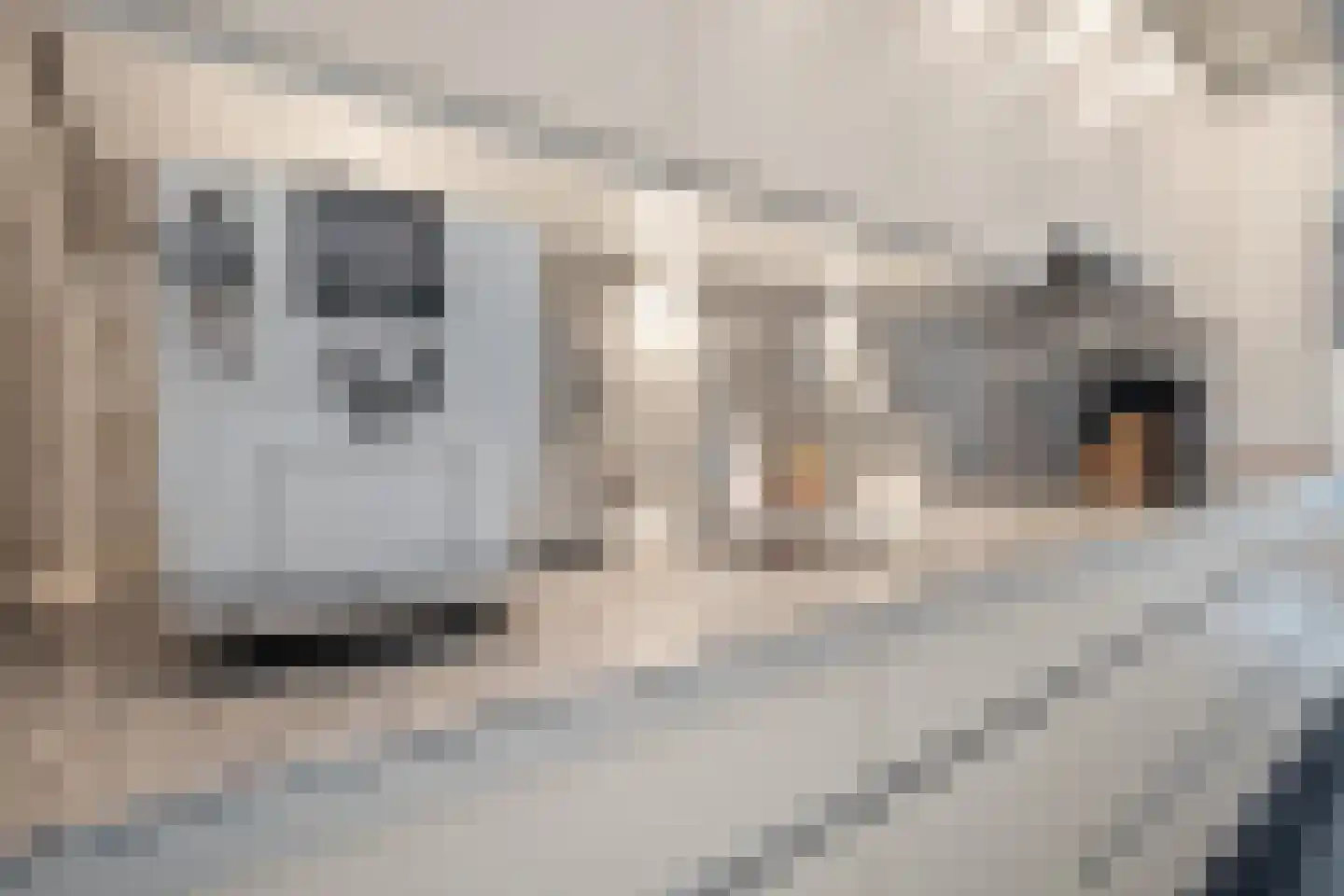 Schout van Hanswijkplein 112 's-Hertogenbosch thumbnail 15