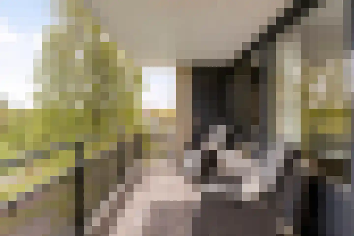 Schout van Raesfeltstraat 107 's-Hertogenbosch thumbnail 20