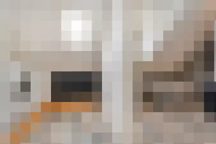 Schoutenhof 21 Hardenberg thumbnail 41
