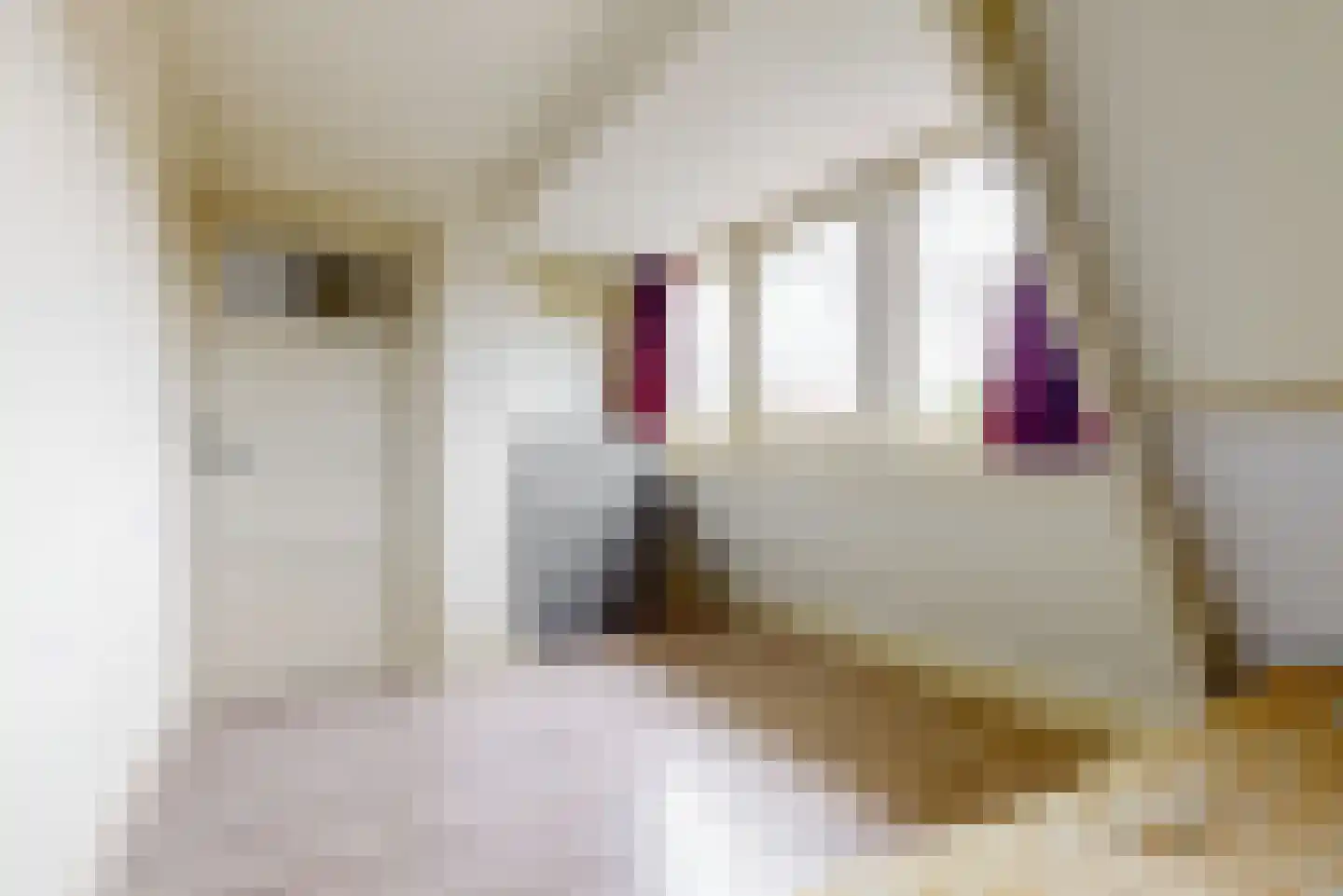 Schoutenstraat 81 Hoorn thumbnail 28