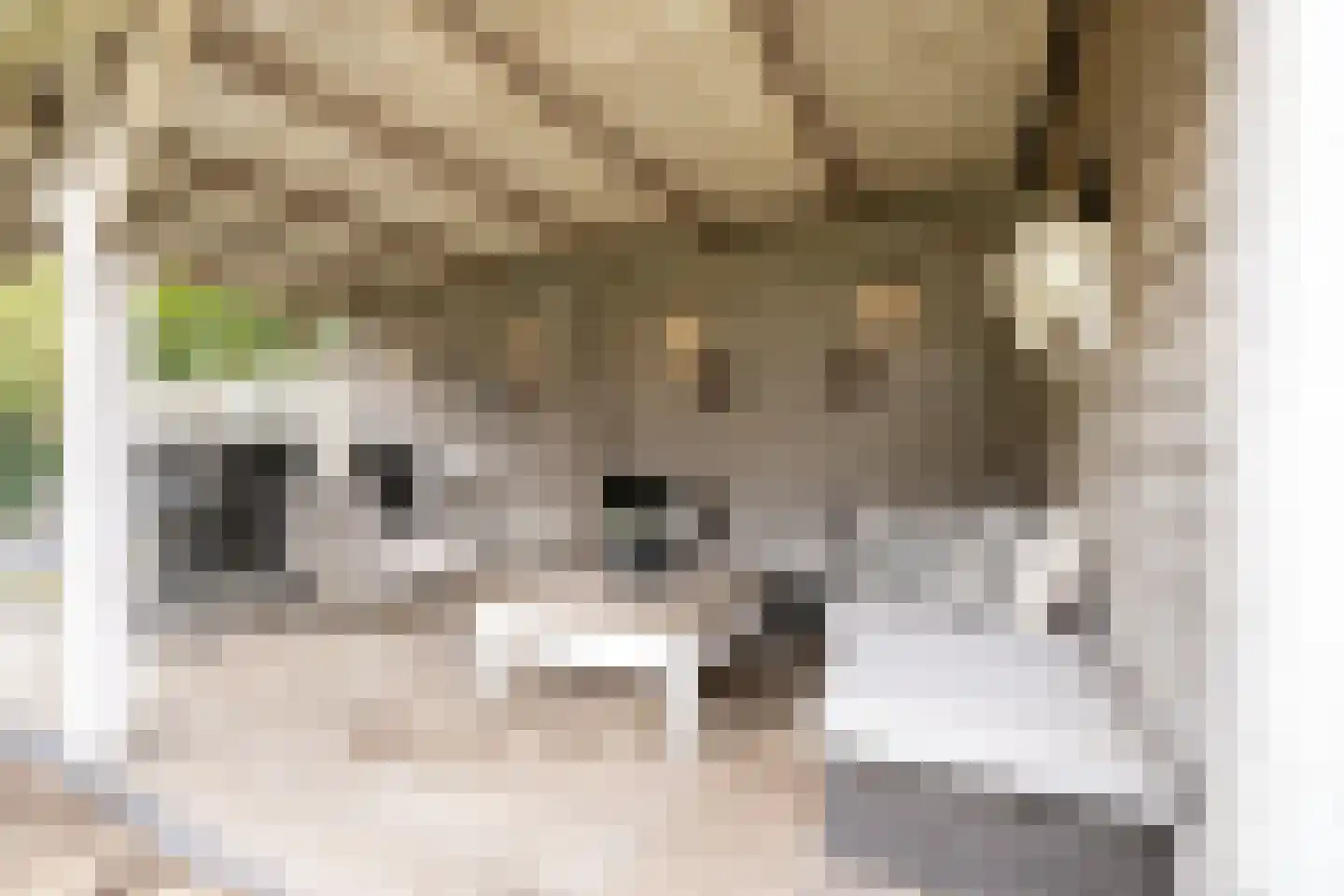 Schoutstraat 31 Oss thumbnail 25