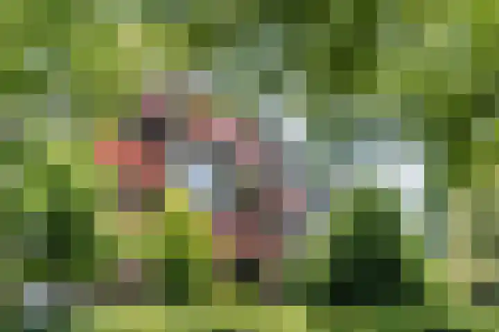 Schoutstraat 63 Geldrop thumbnail 32