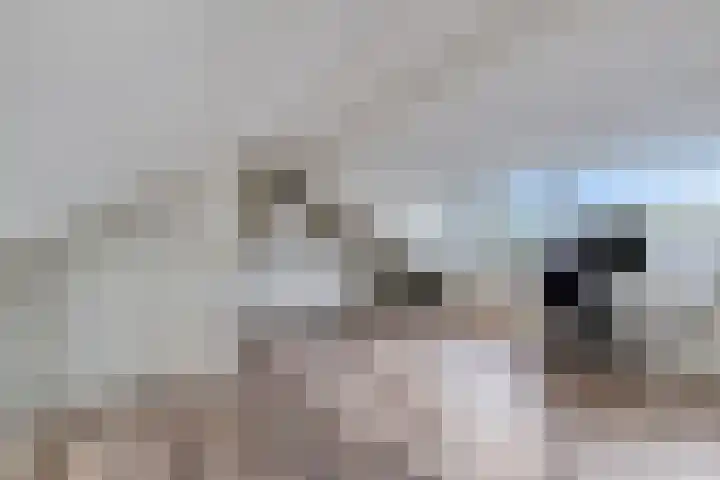 Schoutweg 1 Zwijndrecht thumbnail 37