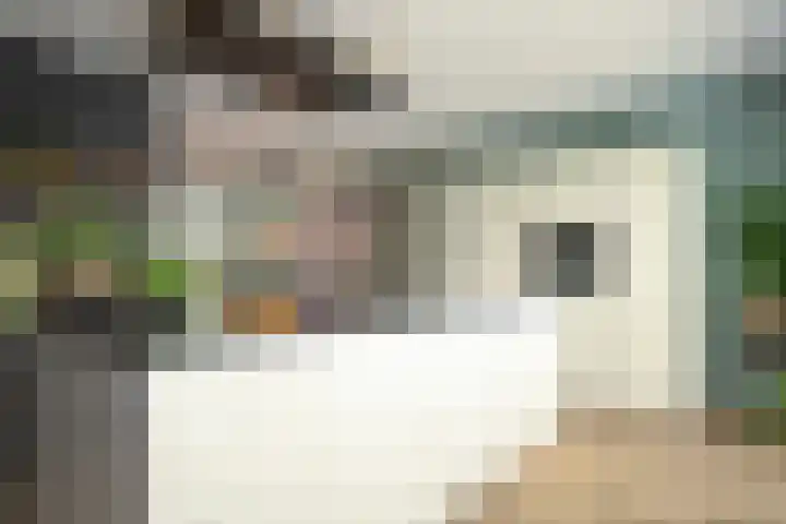 Schouw 15 Vollenhove thumbnail 21