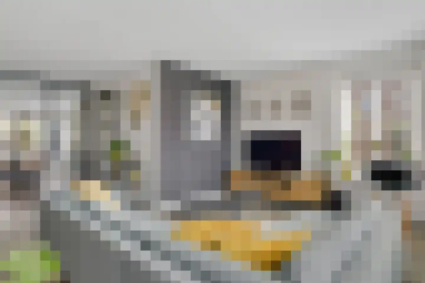 Schouw 19 Vollenhove thumbnail 16