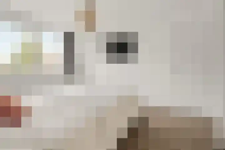 Schouw 2 Huissen thumbnail 22
