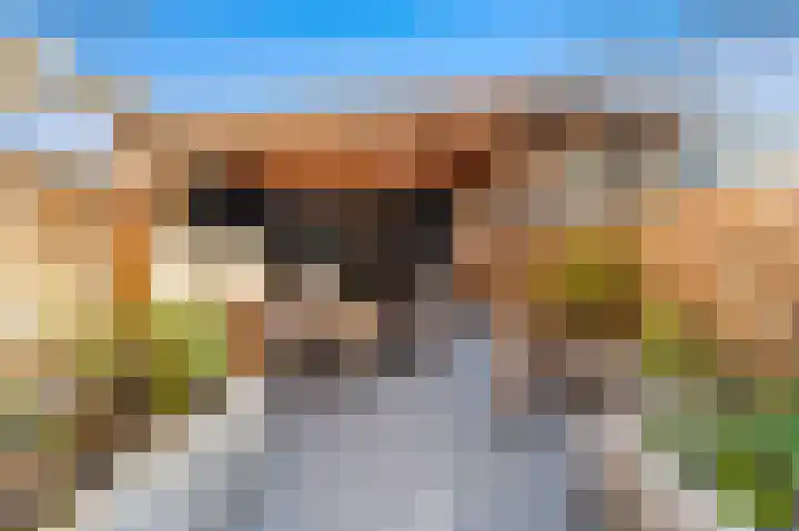 Schouw 49 Schipluiden thumbnail 13