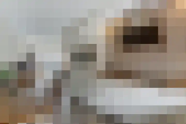Schouw 7 Alphen aan den Rijn thumbnail 10