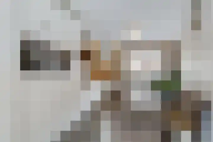 Schouw 7 Alphen aan den Rijn foto 3