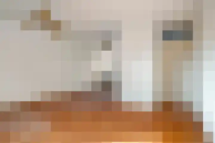 Schouw 7 Woerden thumbnail 6
