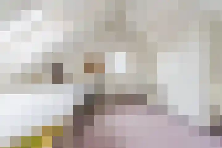 Schouwberg 2 Hapert thumbnail 37