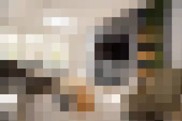 Schouwmeester 2 Zwaag thumbnail 14