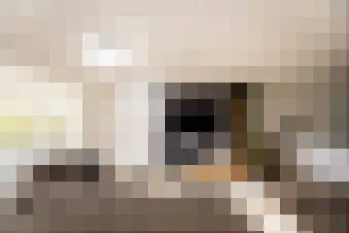 Schouwmeester 2 Zwaag thumbnail 15