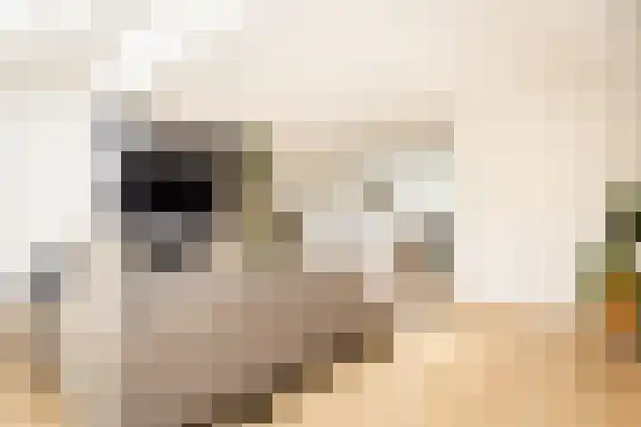 Schouwmeester 2 Zwaag thumbnail 19