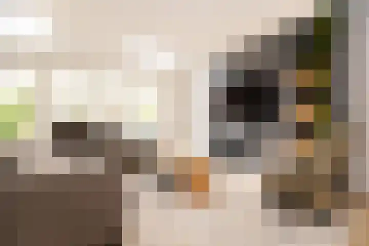 Schouwmeester 2 Zwaag thumbnail 21
