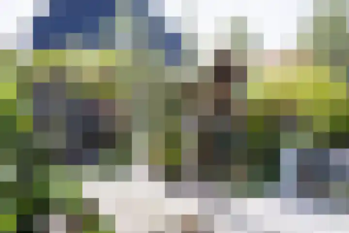 Schouwmeester 2 Zwaag thumbnail 42