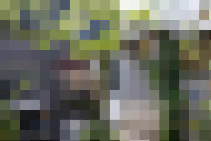 Schouwmeester 2 Zwaag thumbnail 47