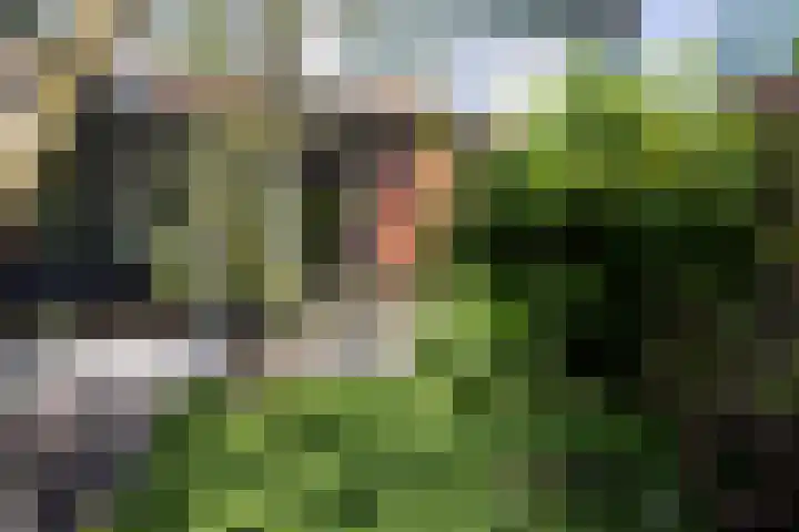 Schouwmeester 2 Zwaag thumbnail 48