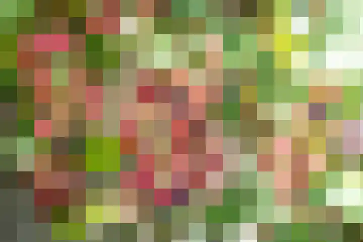 Schouwmeester 2 Zwaag thumbnail 50