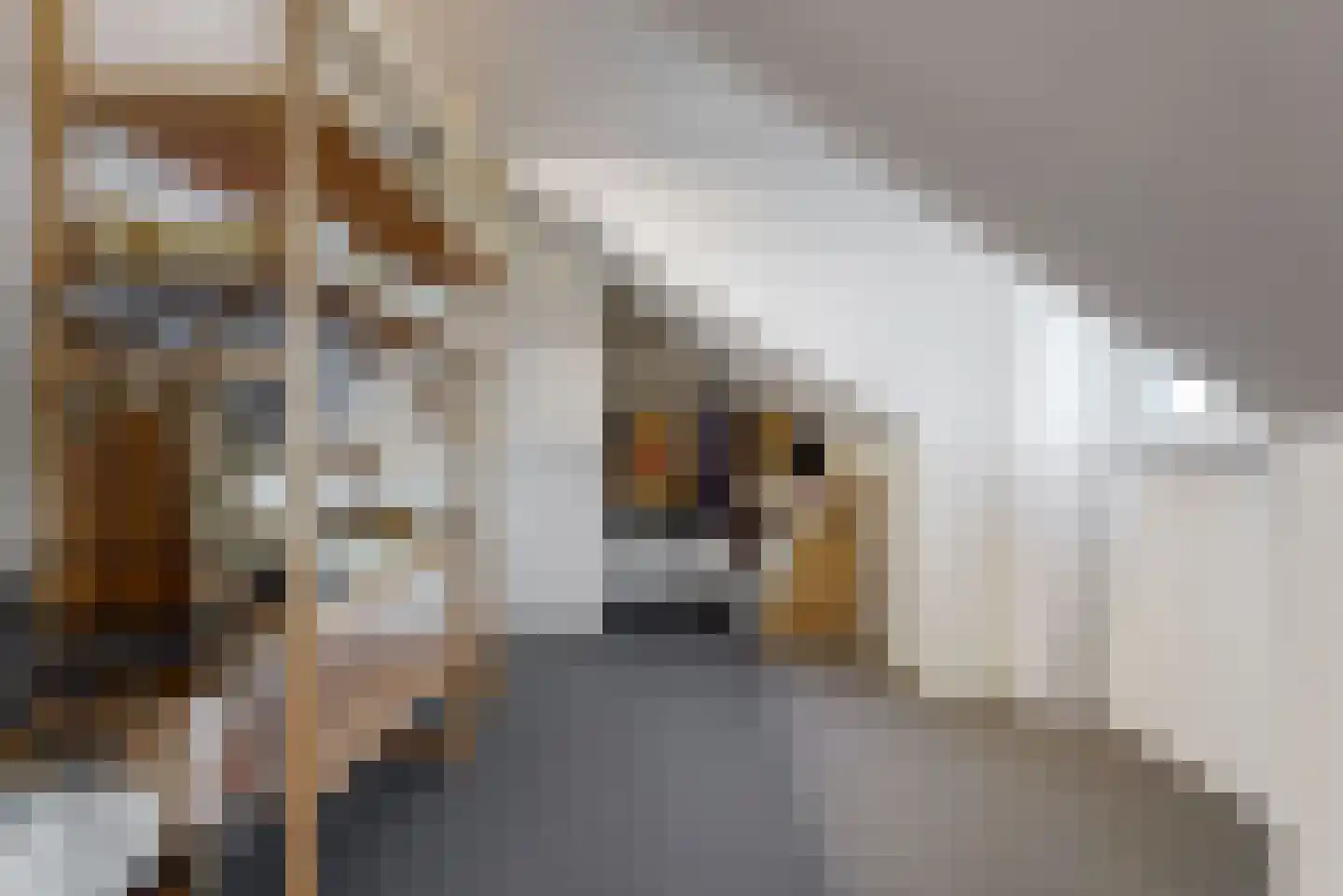 Schouwmeester 48 Zwaag thumbnail 28