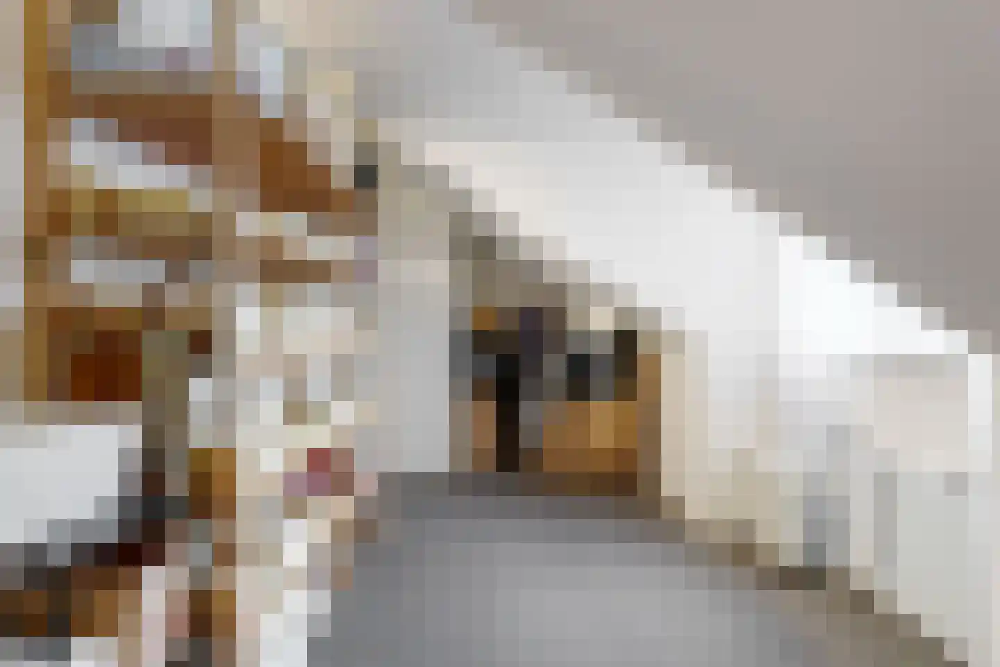 Schouwmeester 48 Zwaag thumbnail 32