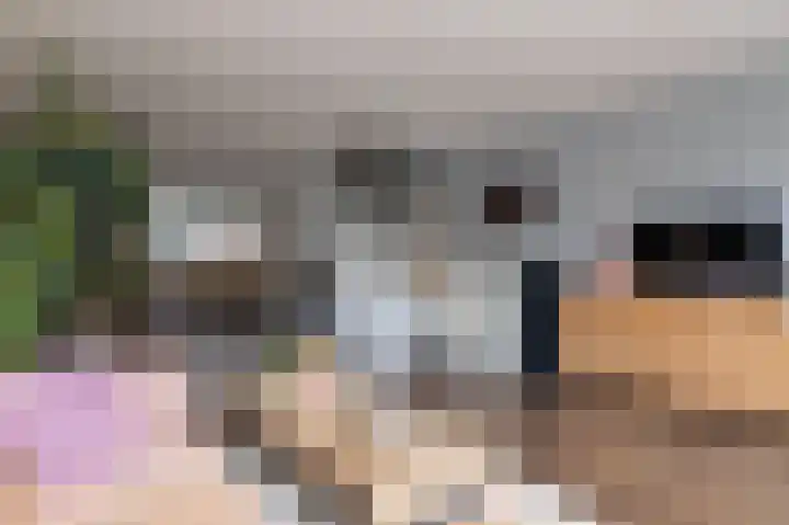 Schouwmeester 90 Zwaag thumbnail 13