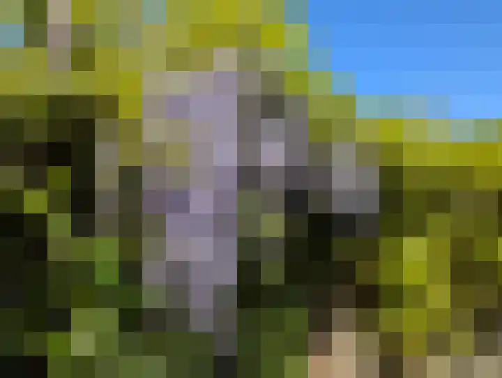 Schouwmeester 90 Zwaag thumbnail 27