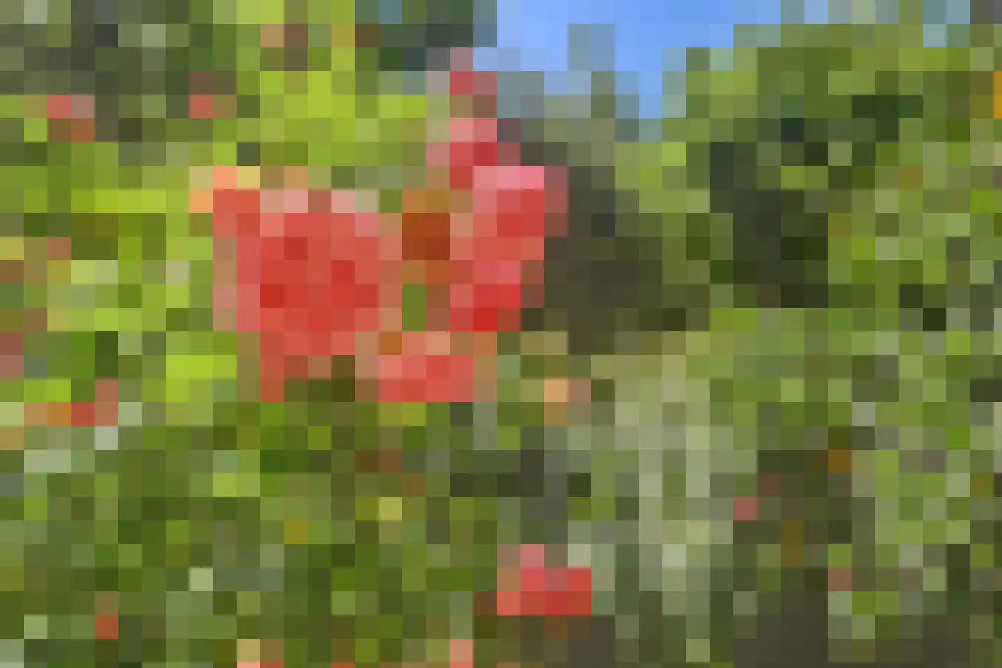 Schouwschuit 39 Grootebroek thumbnail 48