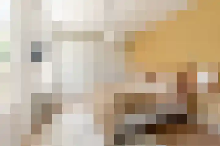 Schouwtjeslaan 72 Haarlem thumbnail 20