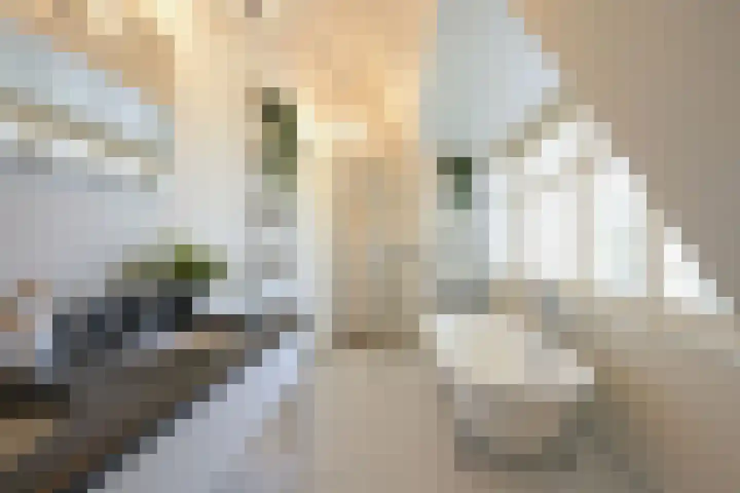 Schouwweg 107 Wassenaar thumbnail 35