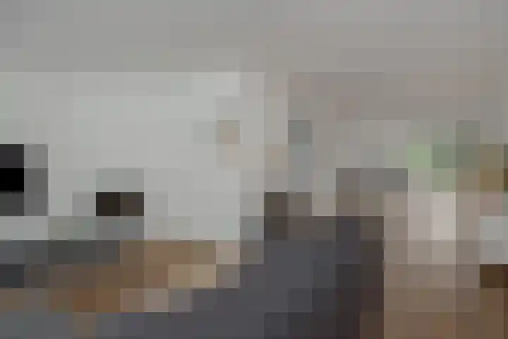 Schovenhorstweide 25 Helmond thumbnail 16
