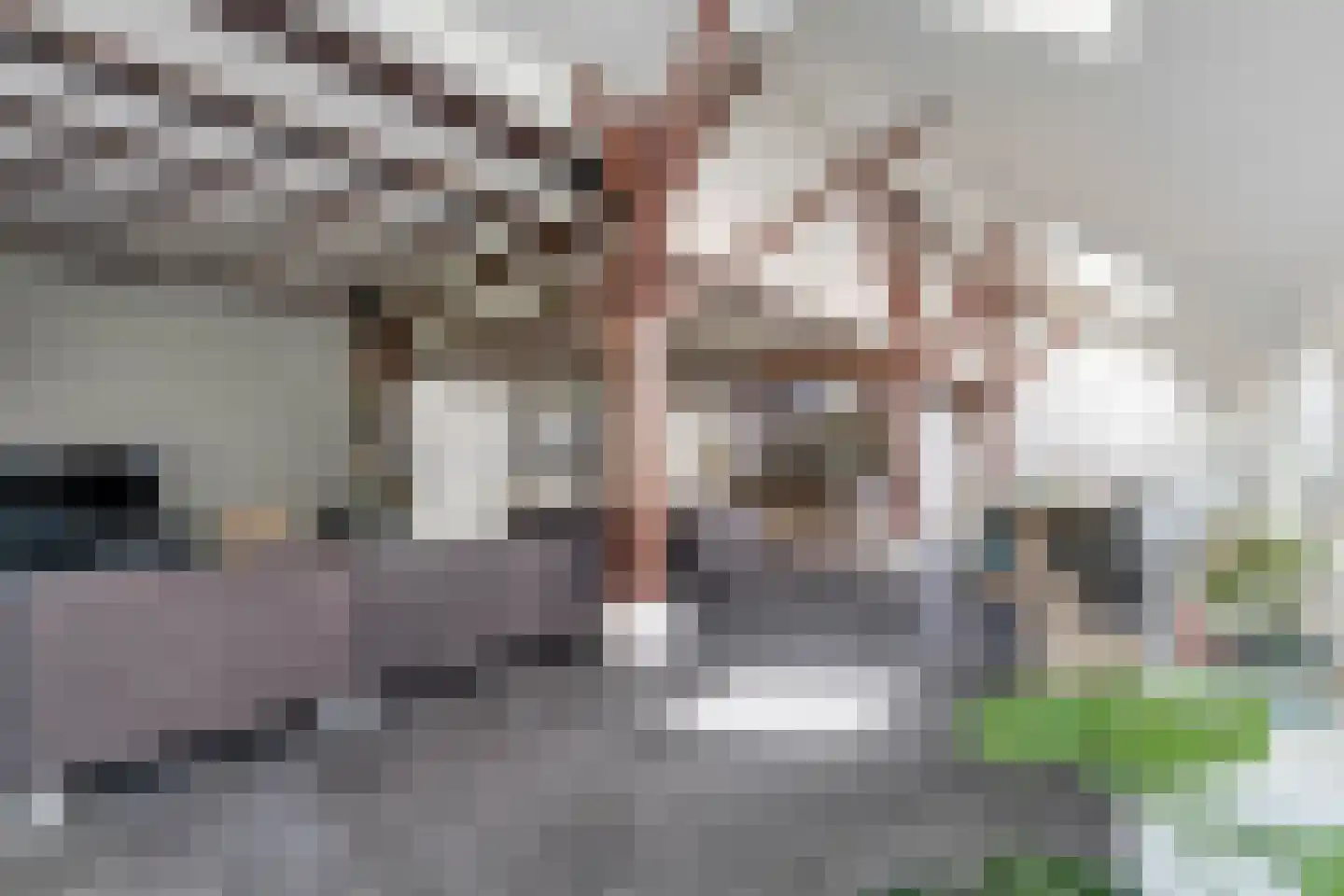 Schrapveen 14 Linde thumbnail 15