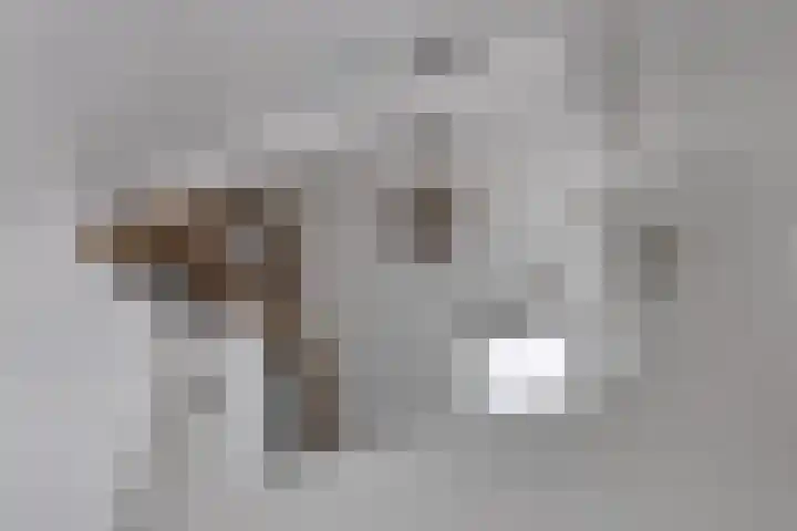 Schras 13 Ederveen thumbnail 30