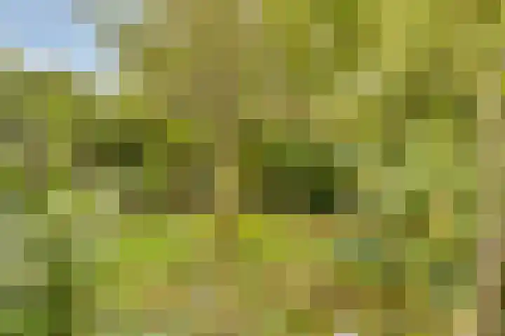 Schrevelsgerecht 9 Rijsenhout thumbnail 33