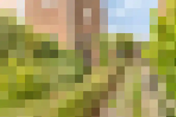 Schrevelsgerecht 9 Rijsenhout thumbnail 36
