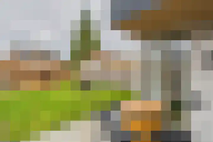 Schreyboom 22 Westdorpe thumbnail 22