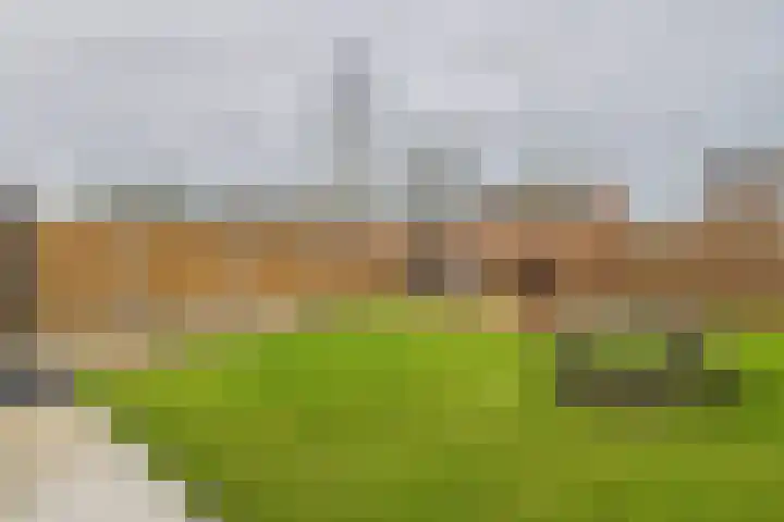 Schreyboom 22 Westdorpe thumbnail 23