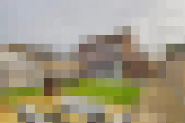 Schreyboom 22 Westdorpe thumbnail 4