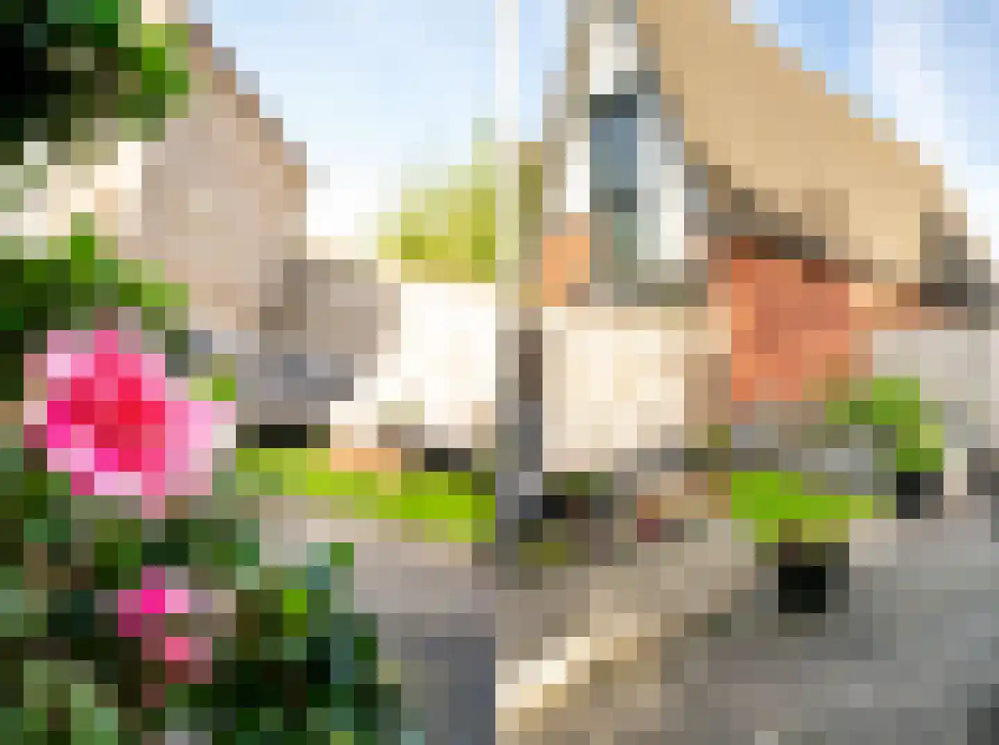 Schriekse Heihoek 216 Berghem thumbnail 26