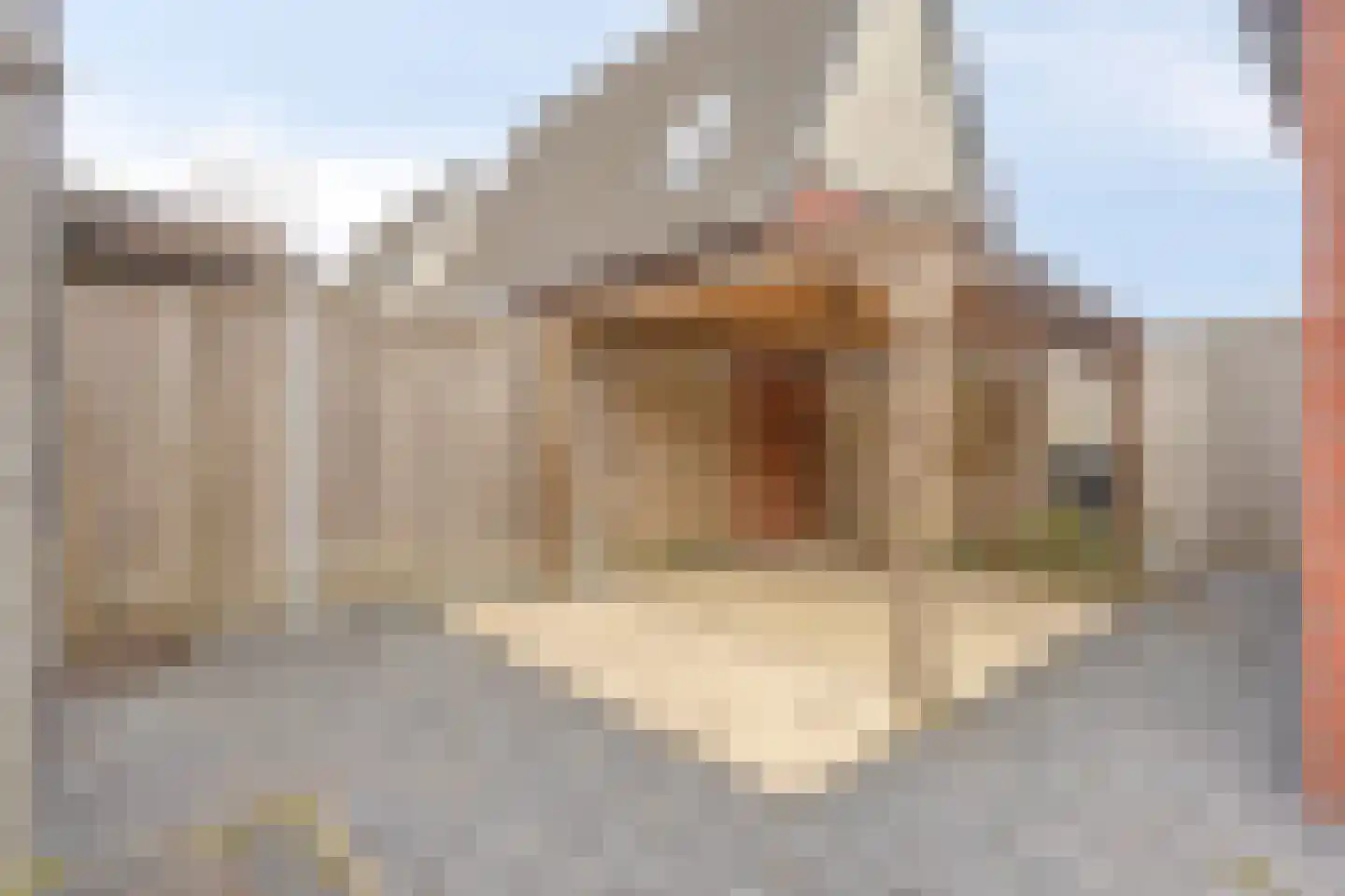 Schriekse Heihoek 508 Berghem thumbnail 24