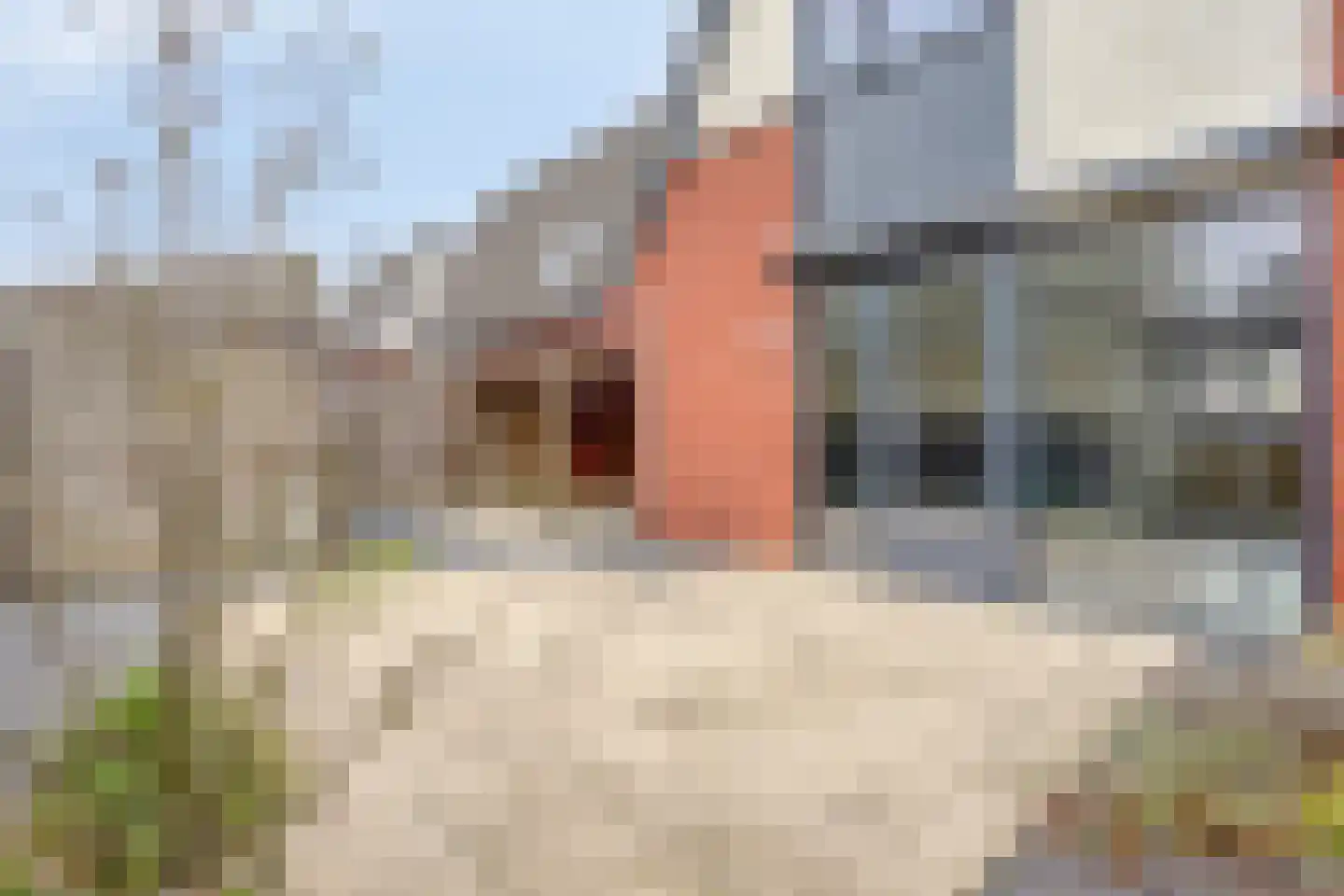 Schriekse Heihoek 508 Berghem thumbnail 5