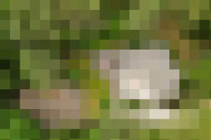 Schubertlaan 1 Bilthoven thumbnail 34