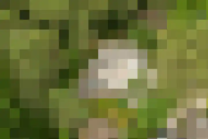 Schubertlaan 1 Bilthoven thumbnail 4