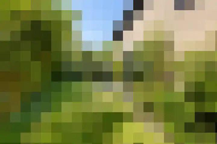 Schubertlaan 3 Vlissingen thumbnail 35
