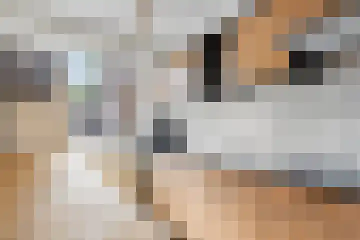 Schudegge 5 Hellevoetsluis thumbnail 13