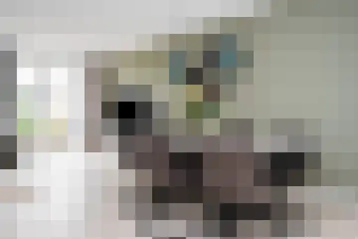 Schuilenburgstraat 14 Zwolle thumbnail 8