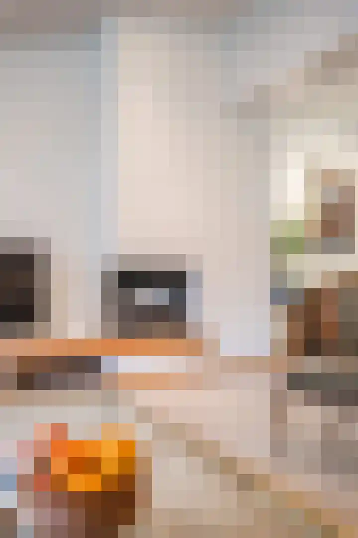 Schuilevinkje 11 Best thumbnail 18